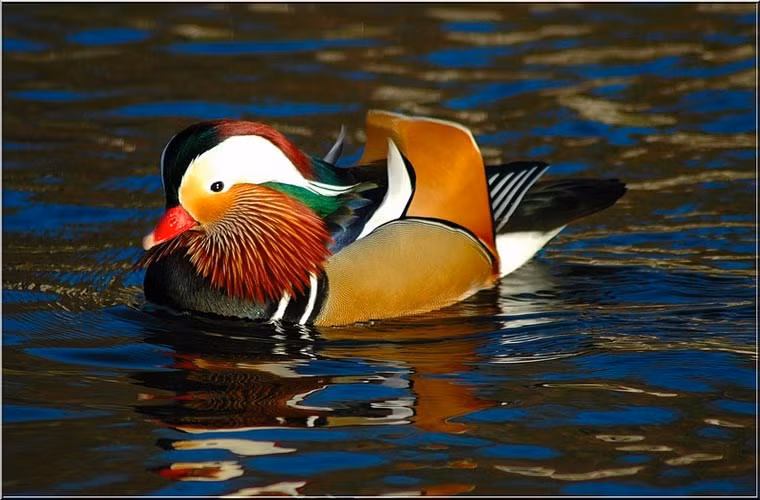 Tại Việt Nam, giống vịt này rất quý và hiếm, không phải dòng phổ biến. Chúng thuộc dòng di cư, có nguồn gốc ở những xứ lạnh như Nga, Trung Quốc. Ngoài ra, chúng cũng sống nhiều tại Thái Lan, Hà Lan, Ấn Độ.