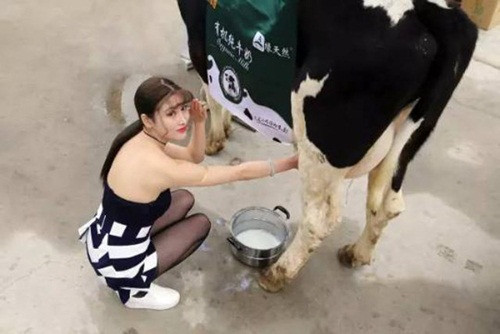 Cô gái trẻ không rõ danh tính xuất hiện trên vỉa hè của một con phố tại quận Triều Dương cùng với một con bò sữa, nhiệt tình quảng cáo sữa tươi bằng cách vắt trực tiếp từ bò. Mỗi một hộp sữa tươi được vắt trực tiếp từ con bò có giá 8 NDT (khoảng gần 30.000 đồng), giá khá hợp lý nên không lâu sau đó, người dân quanh khu đổ xô đến mua.