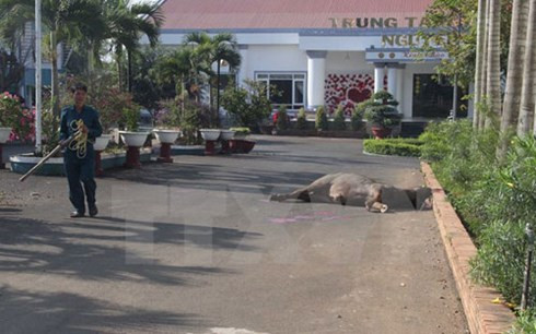 Tại hiện trường con trâu hung hãn húc bị thương 3 người tại huyện Bảo Lâm (Lâm Đồng) sáng 8/3 đã bị bắn chết.