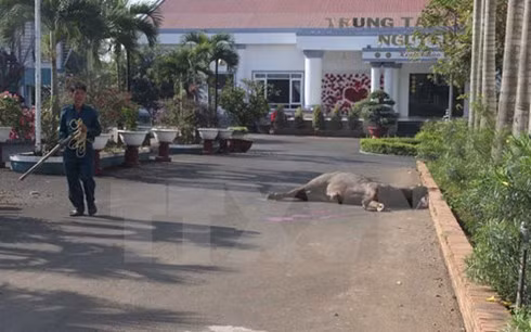 Tại hiện trường con trâu hung hãn húc bị thương 3 người tại huyện Bảo Lâm (Lâm Đồng) sáng 8/3 đã bị bắn chết.