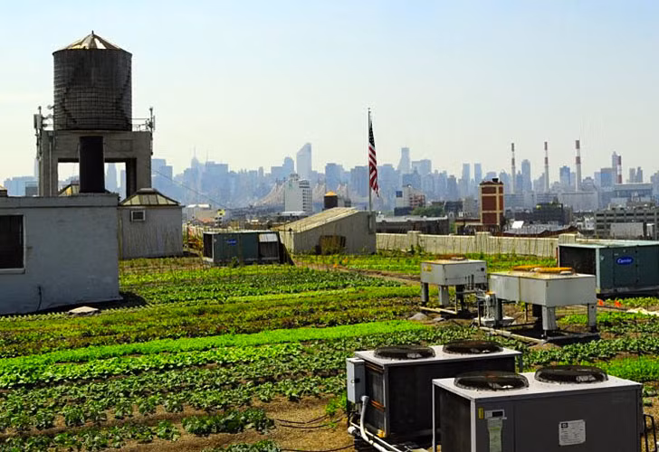 Brooklyn Grange còn trồng nhiều loại cây khác như ớt, cải xoăn, củ cải, cà tím, rau thơm, cà rốt, đậu và các loại cây trồng thú vị khác.