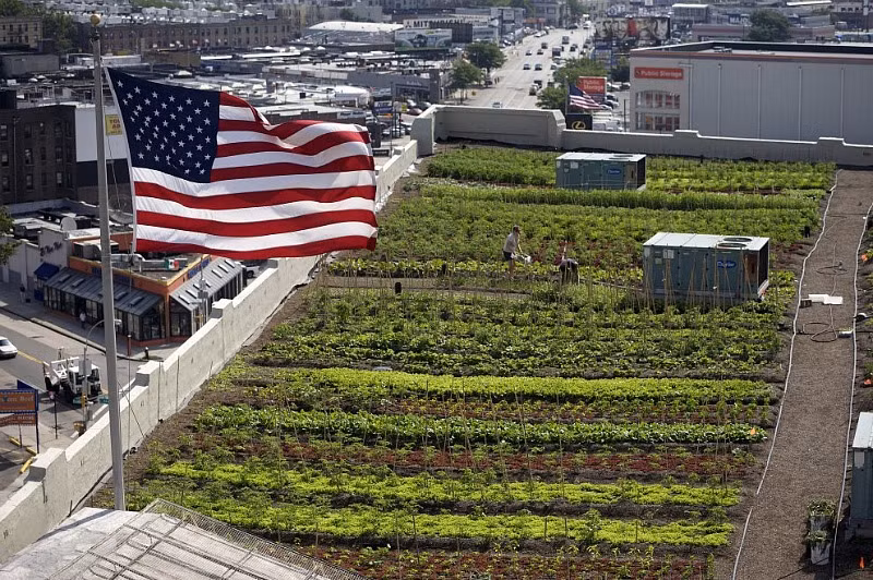 Vựa rau tươi tốt nằm trên nóc nhà nhìn từ trên cao.