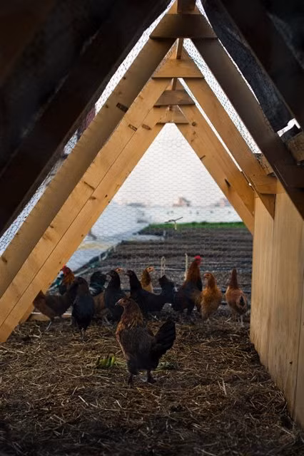 Không chỉ trồng rau, trang trại hữu cơ lớn nhất thế giới này còn nuôi gà sạch.