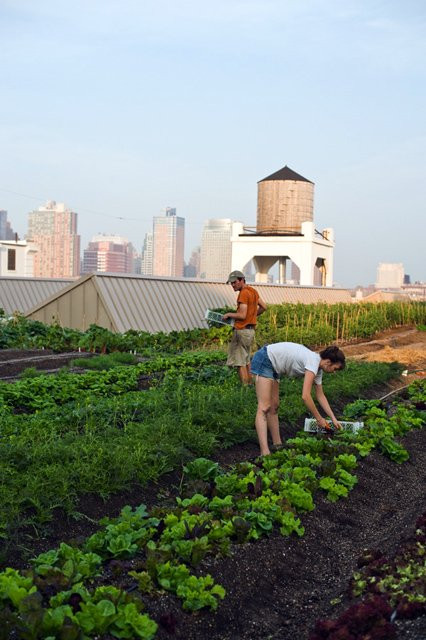 Đồng thời, đây còn là nơi giúp mọi người, đặc biệt là các em nhỏ, hiểu hơn về thiên nhiên. Nhiều bạn trẻ cũng tham gia các lớp yoga, tổ chức đám cưới tại đây.