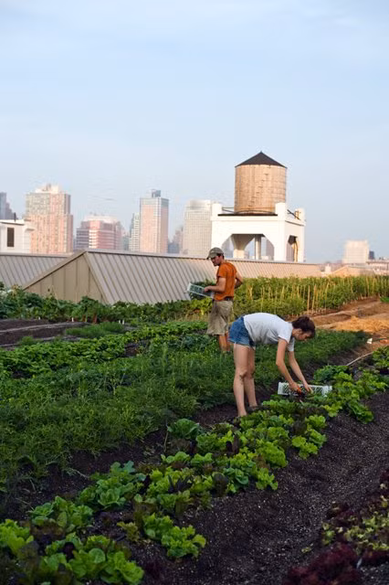 Đồng thời, đây còn là nơi giúp mọi người, đặc biệt là các em nhỏ, hiểu hơn về thiên nhiên. Nhiều bạn trẻ cũng tham gia các lớp yoga, tổ chức đám cưới tại đây.