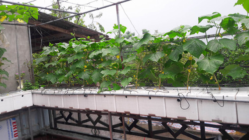 Kinh nghiệm 5 năm trồng rau trên đất vườn, anh Lương Huy Vỹ (35 tuổi - Tp. Lào Cai) đã quyết định trồng vườn rau sạch trên sân thượng bằng phương pháp thủy canh.