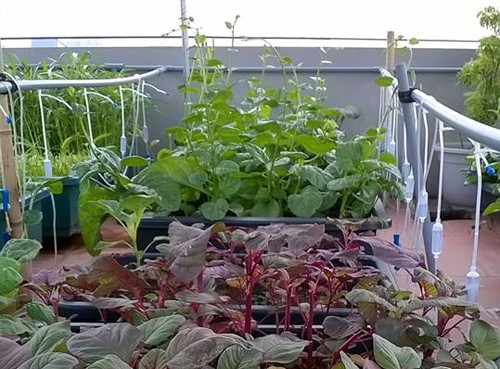 Với diện tích 60 mét vuông, anh Hạnh trồng đủ loại từ rau muống, mùng tơi, rau dền đến giàn su su, bầu bí hay cả rau thơm đủ vị như lá lốt, kinh giới...