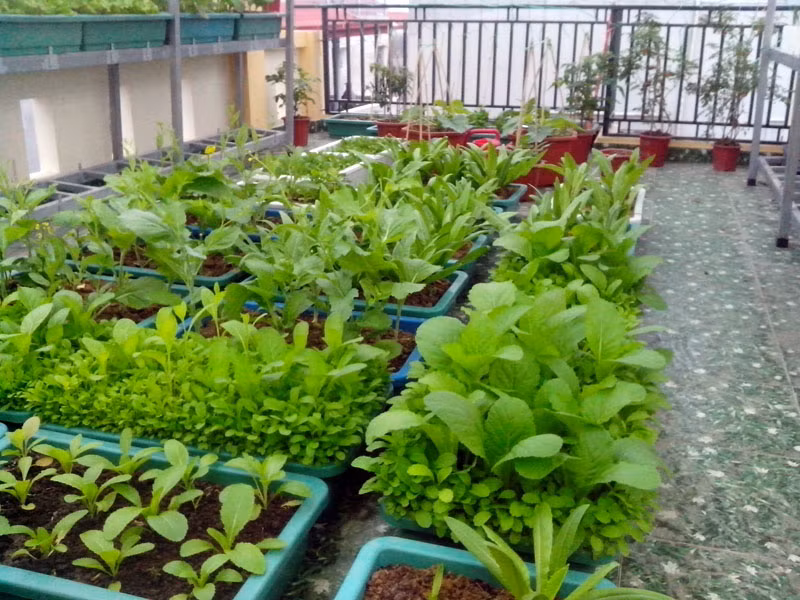 Khu vườn rộng 36 m2 của anh Ngọc có đủ các loại rau xanh tốt để gia đình thay đổi món như rau cải, cà chua, dọc mùng, dưa chuột...