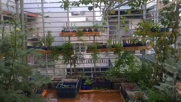 Anh Nguyễn Hồng San (Hà Nội) khiến nhiều người ngưỡng mộ khi tự may túi vải để trồng rau sạch trên sân thượng diện tích 20 m2. Với cách làm này, anh đã trồng được một mùa rau trong những chiếc túi nhỏ trên sân thượng.