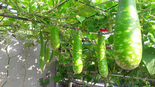 Một góc khu vườn sai trĩu các loại quả bầu, mướp.