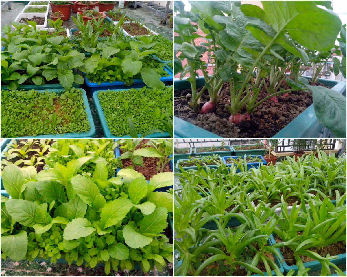 Anh Vũ Văn Ngọc (35 tuổi, Hải Phòng) đã chi một số tiền không nhỏ để “hô biến” khu ban công sân thượng thành vườn rau xanh mướt.