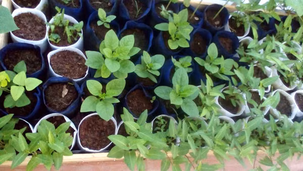 Trồng rau trong túi cũng tiện cho việc bón phân. Anh San thường hòa phân (nước vo gạo, nước tiểu, nước rỉ rác) vào nước rồi đổ xuống máng. Việc này nhằm tránh tưới phân vào lá cây và giúp bổ sung dinh dưỡng thường xuyên cho cây.