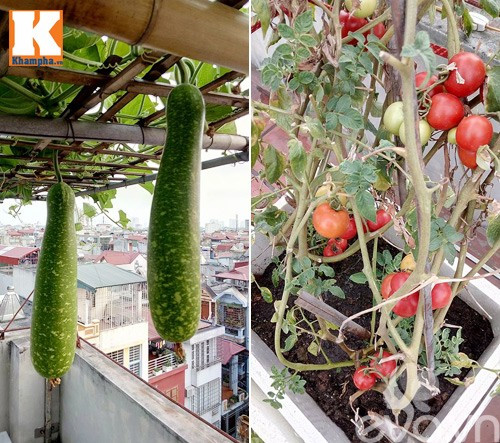 Anh Nguyễn Huy Hạnh (quận Thanh Xuân, Hà Nội) đã tự mày mò tìm hiểu cách trồng, chăm bón các loại rau củ trên sân thượng.