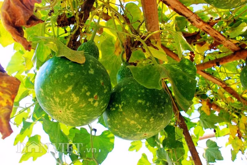 Vì có hình thù bắt mắt nên bầu hồ lô già sẽ được phơi khô, phủ sơn chống mối mọt và dùng để trang trí trong nhà tượng trưng cho sự trường thọ, có ý nghĩa phong thủy.