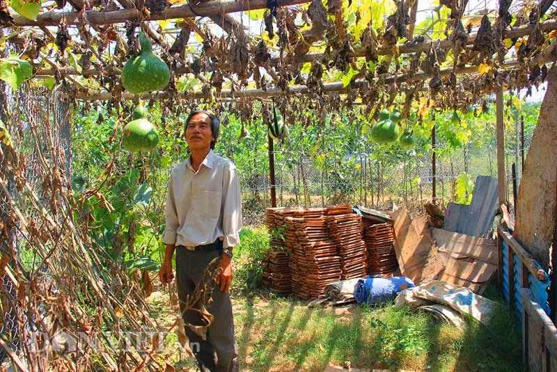 Sau khi gieo hạt, ông Lam chăm sóc cây bầu từng chút một, từ việc tưới cây, bón phân… đảm bảo cho cây sinh trưởng một cách tốt nhất.