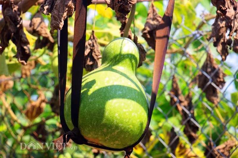 Bầu hồ lô khi quá già, phải nương nhờ vào chiếc giá đỡ từ sợi dây su.