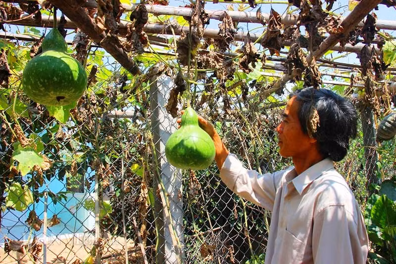 Bầu hồ lô treo lủng lẳng trên giàn tre.