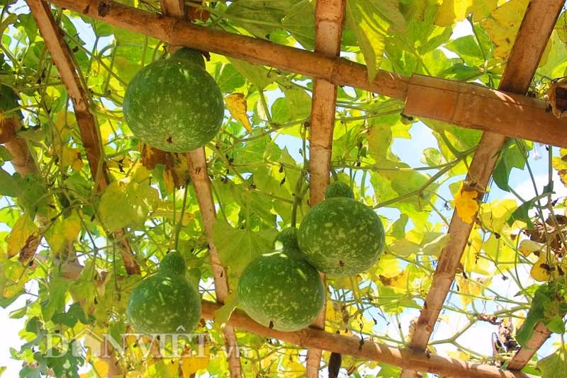 Giàn để bầu leo được xây dựng từ những thanh tre kiên cố. Nhờ vậy, mỗi cây bầu đạt khoảng 50 trái/chu kỳ có chỗ tựa.