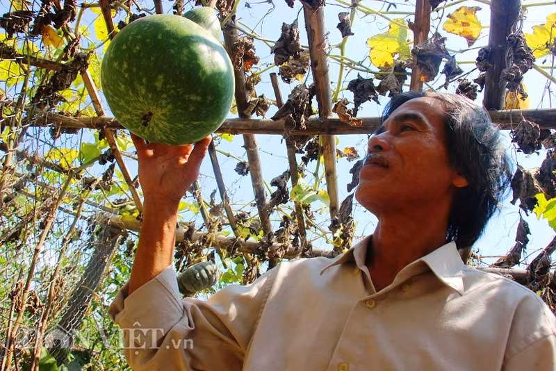 Trước khi bầu leo giàn, ông Lam luôn đảm bảo gốc được bảo vệ tốt nhất, tránh bị dập gẫy do tác động từ bên ngoài và cắt bỏ các nhánh mọc quanh gốc để cây phát triển nhanh.