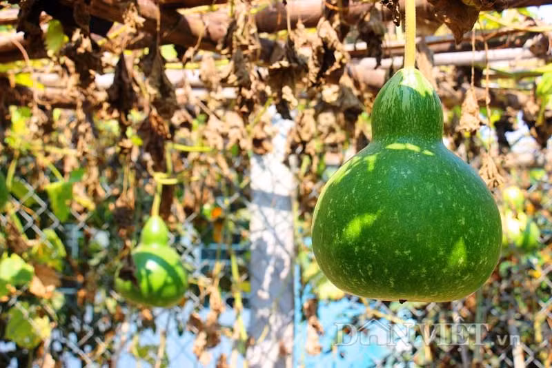 Dù thị trường thu mua với giá hơn 10.000 đồng/trái bầu nhưng ông Lam vẫn không bán mà chỉ để ăn hoặc biếu người quen.