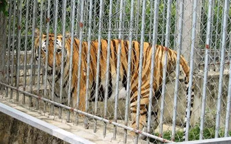 Vo trum buon ho Nghe An duoc phep… nhap 9 con ho