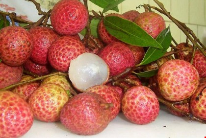 Hồi tháng 6, nước ta cũng xuất khẩu nhiều lô vải thiều sang Mỹ, Australia và một số nước khác. Trước khi xuất sang các nước khác, vải thiều được chăm sóc đúng quy trình, đảm bảo chất lượng, kèm theo được chiếu xạ tại Trung tâm chiếu xạ ở TP HCM.