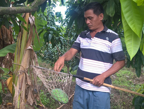 Xoài xanh đi Australia có trọng lượng 500-650 gram/quả, da trơn, không tỳ vết, còn cuống dài để tránh chảy mủ. Chúng được trồng theo quy trình VietGAP phù hợp với các tiêu chuẩn của Australia. Đây không phải là loại hoa quả Việt đầu tiên xuất khẩu ra nước ngoài.