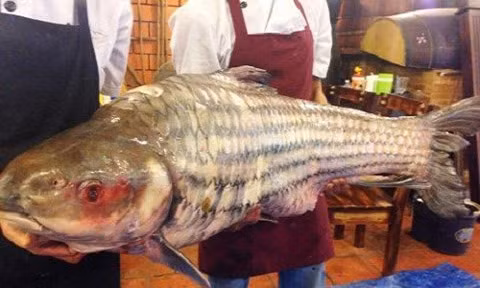 Ngày 15/1/2016, một con cá mú nặng đến 160kg, dài hơn 2m được ngư dân tại tỉnh Khánh Hòa đánh bắt đã được mua và vận chuyển về TP HCM. Theo người mua con cá này, đây là con cá mú lớn nhất được biết đã mang về Sài Gòn trong thời gian gần đây. Trước đây, cá mú to nhất cũng chỉ dao động từ 120-130kg.