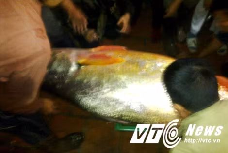 Những ngày cuối tháng 8, ngư dân ở Đồng Nai, Bến Tre bắt được hai con cá nhìn giống hệt loài sủ vàng - loại cá tiền tỷ vì có giá trị y học cao. Ba năm trước, anh Bùi Đình Thắng (Thái Thụy, Thái Bình) đã đánh được con cá thủ vàng khủng dài 2,1m. Ngay sau đó, một đại gia cưỡi chiếc Camry đến và trả 1,5 tỷ đồng để mua con cá quý hiếm này. Tưởng được món hời nhưng anh Thắng sau đó còn được nhiều đầu nậu hỏi mua cá với giá lên đến 3 tỷ đồng.