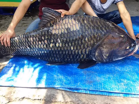 Hình ảnh con cá hô đen nặng 110kg, dài 1,3m chuẩn bị phục vụ đại gia trên bàn nhậu. Loại cá thuộc dạng hiếm này từng chủ các nhà hàng khách sạn mua đứt với giá nửa tỷ đồng.