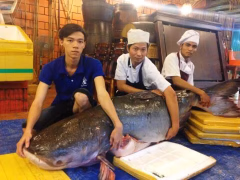 Với mức giá bán trên thị trường khá đắt đỏ, dao động từ 1,5 triệu đồng/kg, song vì thịt cá tra dầu ngon, chắc nên chúng vẫn được nhiều đại gia lùng mua. Trung bình những con cá tra dầu "khủng" có giá từ vài trăm triệu đồng.