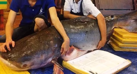 Cũng trong tháng 1/2016, cá hô khủng 130kg lên bàn nhậu phục vụ đại gia có giá nửa tỷ đồng khiến nhiều người choáng váng. Con cá hô khủng được ngư dân bắt được trên sông Mê Kong, thuộc địa phận tỉnh An Giang. Giá mỗi kg thịt cá hô từ 3-4 triệu đồng.