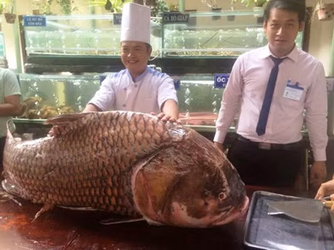 Tháng 11/2015, con cá tra dầu có trọng lượng 230kg và dài 2m đã được mua lại. Giá trị con cá khi bán ra thị trường ước tính khoảng 350 triệu đồng.