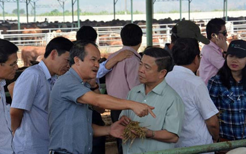 Được biết, dự án trồng cỏ, nuôi bò thịt công nghệ cao của Hoàng Anh Gia Lai với tổng vốn 1.600 tỷ đồng. Quy trình chăn nuôi của dự án là khép kín và áp dụng công nghệ cao và cơ giới hóa vào chăn nuôi.