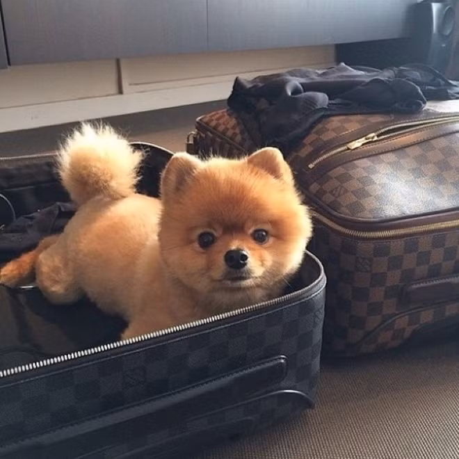 Chó cưng cũng phải có vali hiệu Louis Vuitton riêng khi đi du lịch.
