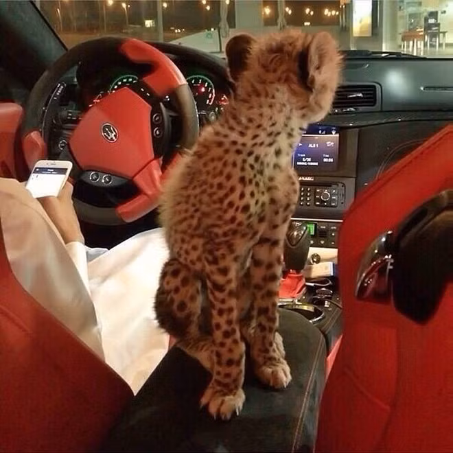 Đưa thú cưng đi dạo phố bằng siêu xe.