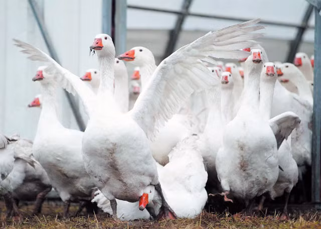 Ngỗng được nuôi trong trại sử dụng vi sinh khử trùng và vệ sinh chuồng trại, sử dụng đệm lót sinh học, không gây ô nhiễm môi trường, không ảnh hưởng đến sức khỏe vật nuôi. Ban ngày, chúng được thả trên cánh đồng hữu cơ.