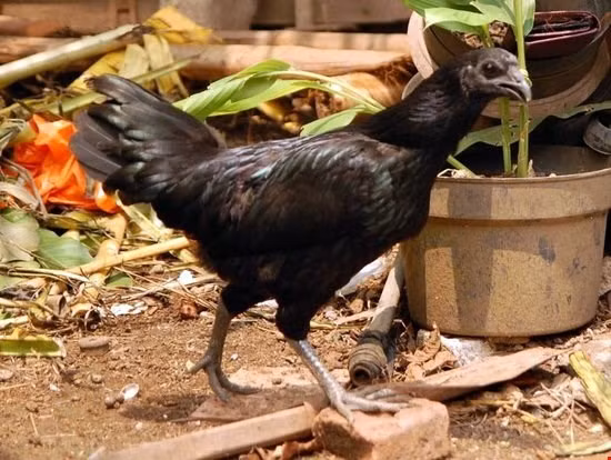 Trung tâm đảo Java, Indonesia, nổi tiếng với những trang trại nuôi gà siêu quý hiếm Ayam Cemani với màu sắc chủ yếu đen và xanh. Những trang trại này thu lời không nhỏ nhờ giống gà khá đắt đỏ nhưng cách nuôi cũng khá đơn giản.