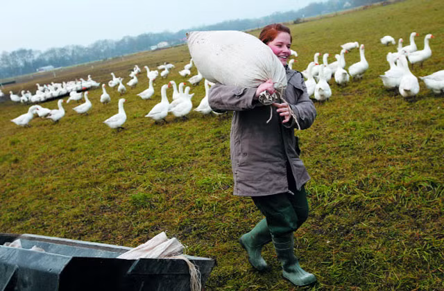 Đặc biệt, trong quá trình nuôi ngỗng, trang trại không sử dụng kháng sinh. Vì vậy, sản phẩm ngỗng thịt của trang trại luôn được thị trường ưa chuộng và có mặt tại nhiều siêu thị tại Đức.