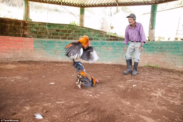 Thông thường, họ phải mất 18 tháng để đào tạo gà thành những chiến binh chiến đấu hoàn hảo. Các bài huấn luyện gà chọi gồm ép nhãn cầu của con gà, ném chúng khỏi các tòa nhà cao tầng để làm cho bộ cánh khỏe mạnh hơn và bơm steroid ngựa để giúp chúng có lợi thế khi bước vào các cuộc thi đấu.