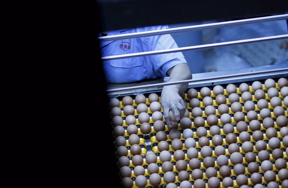 Ước tính có khoảng gần một tỷ con gà mái đẻ trứng phục vụ nhu cầu tiêu dùng ở Trung Quốc.