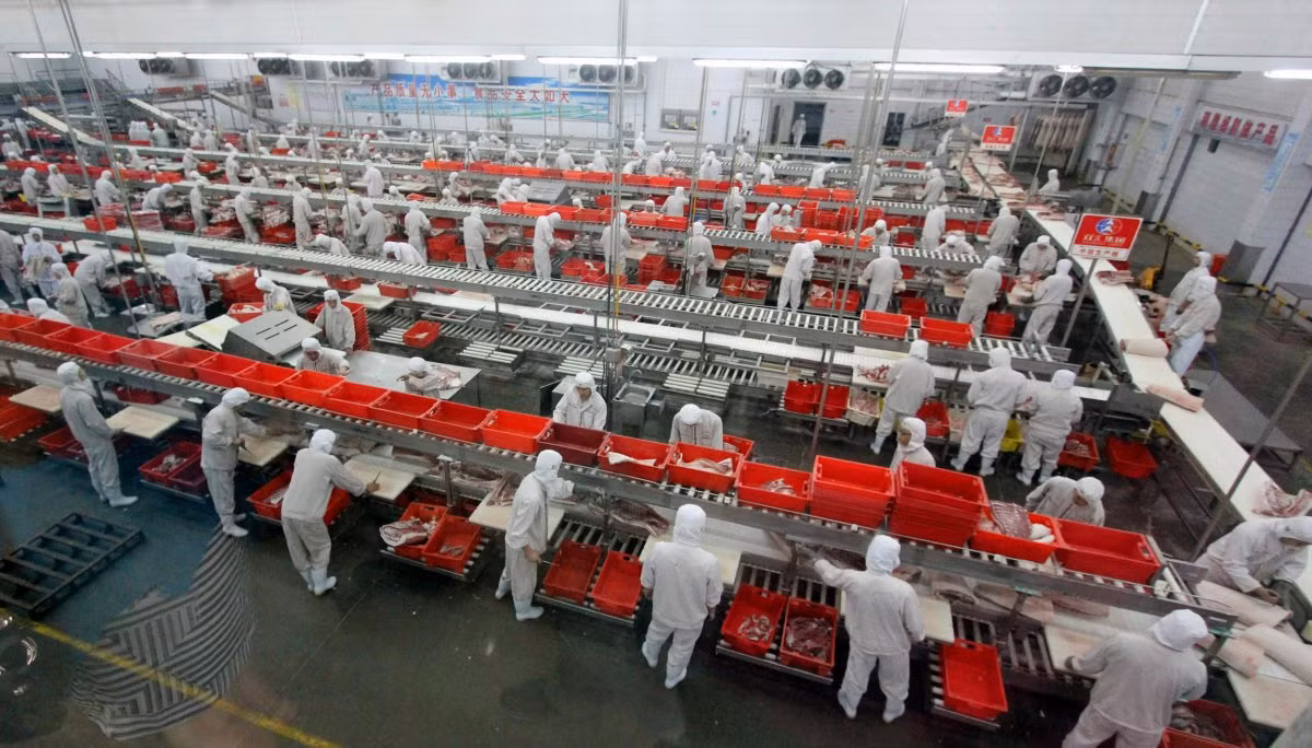 Một dây chuyền sản xuất thịt với rất nhiều nhân công tại một nhà máy ở thành phố Tháp Hà, Hà Nam.