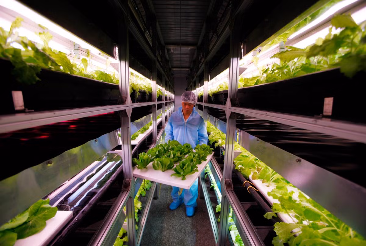 Tờ Business Insider công bố một số hình ảnh về ngành công nghiệp sản xuất thực phẩm ở Trung Quốc phục vụ nhu cầu ăn uống hàng ngày của người dân. Ảnh: Vườn nhà kính điều khiển bằng máy tính đầu tiên của Trung Quốc nằm ở ngoại ô Bắc Kinh bắt đầu hoạt động vào năm 2010, với ánh sáng nhân tạo được sử dụng để trồng rau diếp.