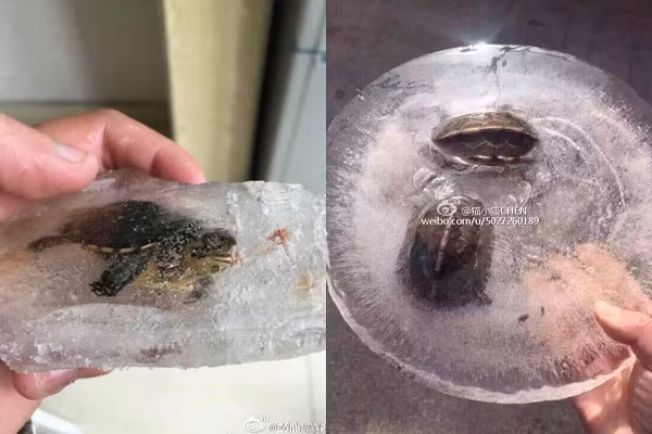 Những con rùa đáng thương cũng không phải ngoại lệ.