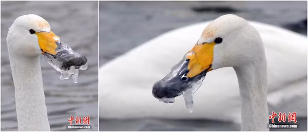 Thời tiết lạnh tới mức nước đã đóng băng cả mỏ của những con vật đang đi kiếm ăn này.