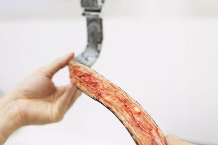 Chiếc thắt lưng da trăn với một mặt sau đầy máu.