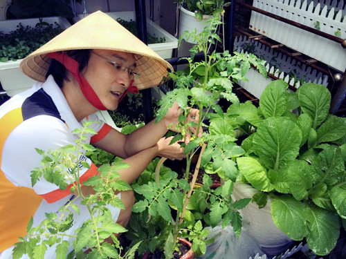 Nhạc sĩ Nguyễn Nhất Huy cũng tận dụng sân thượng của ngôi nhà ở TP HCM để trồng vườn rau sạch cho vợ con.