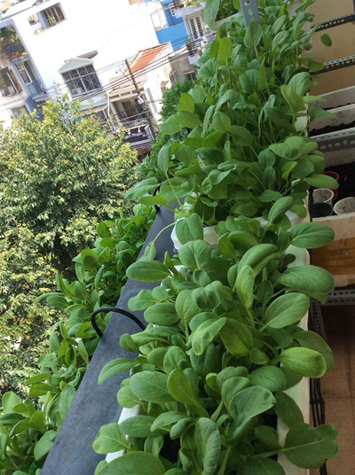 Thuận Việt đã bỏ ra nhiều công sức trồng thử nghiệm các loại rau củ khác nhau.