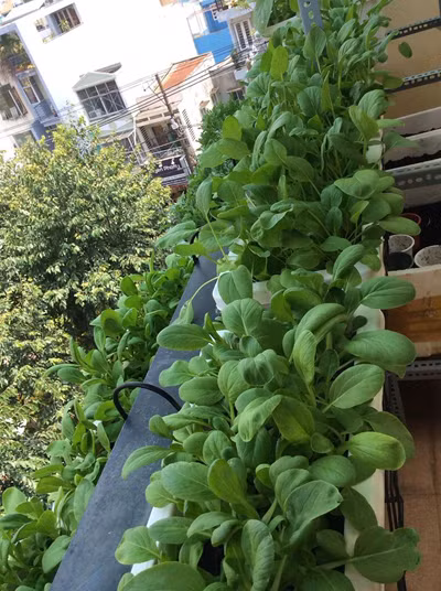 Thuận Việt đã bỏ ra nhiều công sức trồng thử nghiệm các loại rau củ khác nhau.