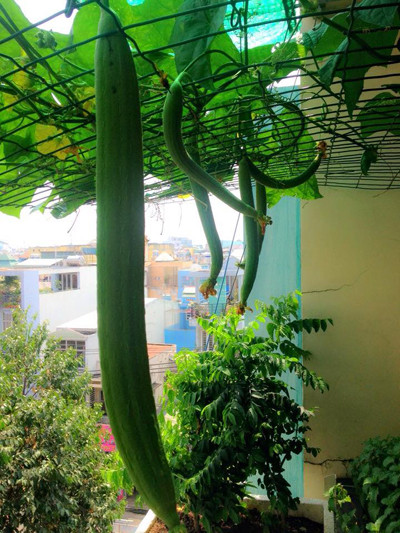 Giàn mướp sai trĩu quả trên sân thượng nhà thiết kế Thuận Việt.